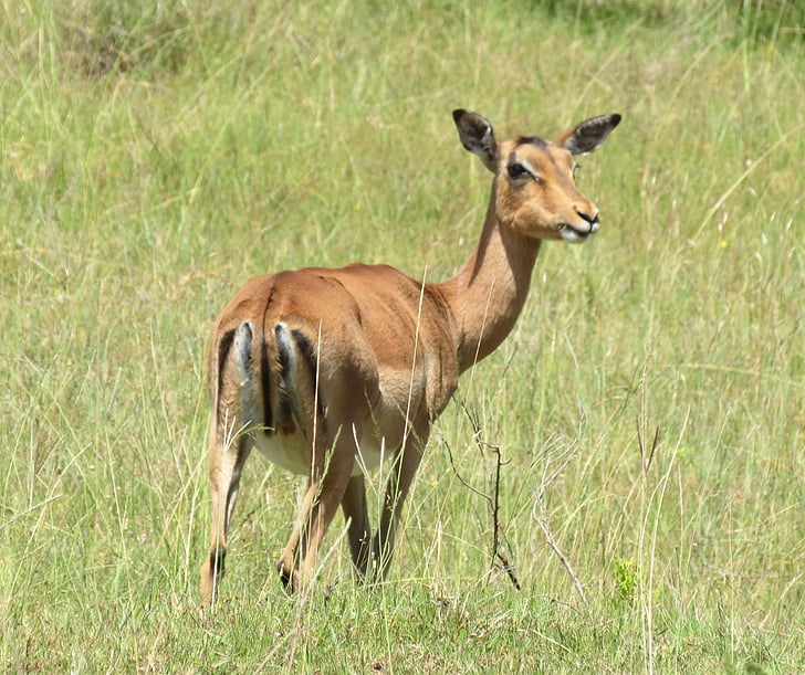 Impala, Gazelle, l’Afrique, nature, mammifère, animal, Safari