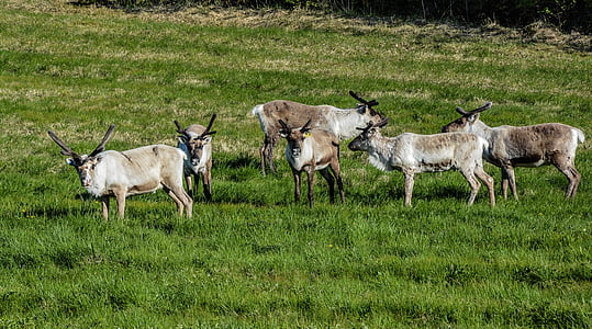 reindeer, pack, animal, mammal, nature, wild, photo