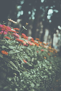 λουλούδια, φύση, νερό, σε εξωτερικούς χώρους, χρώμα, της ημέρας, περιβάλλον