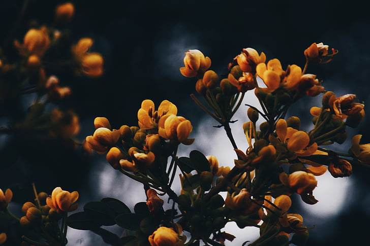 giallo, floreale, fiori, natura, estate, Blossom, primavera