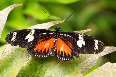 пеперуда, екзотични, насекоми, тропически, животните, крило, природата