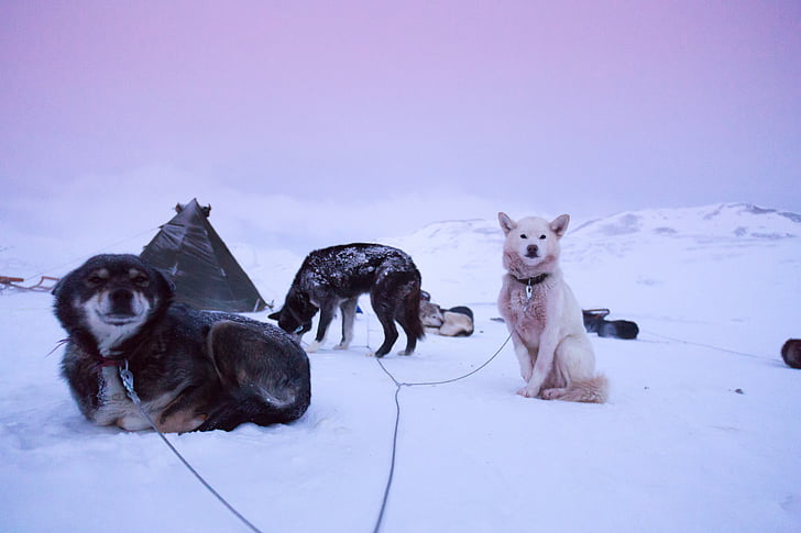 Huskies, aventura, viatges, gel, trineu, dunes, imatge