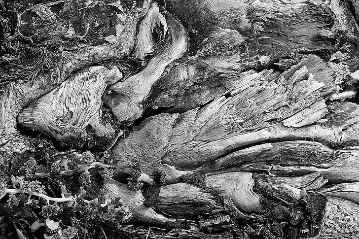 træ, Arcimboldo, ru, træ tekstur, abstrakt, Seattle, sort/hvid