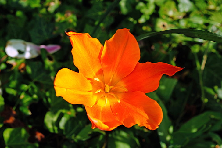 Tulip, famille des liliacées, plante ornementale, plante de jardin, lumière, ombre, orange