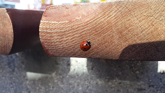 ladybug, insect, november, sun, city, tree, concrete