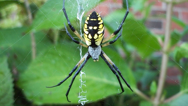 spider, green, nature, web, insect, outdoor, garden