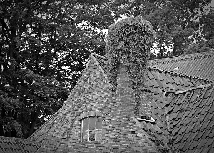 gable, old house, roof, chimney, ivy, building, leave