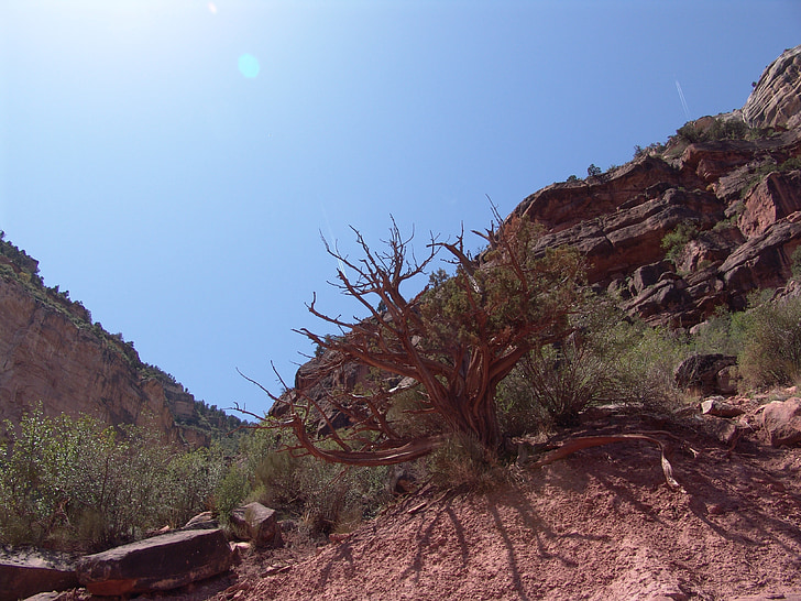 Veliki kanjon, klanac, drvo, Arizona, Sjedinjene Američke Države, priroda, Nacionalni park