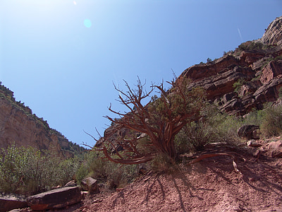 Гранд-Каньон, ущелье, дерево, Аризона, США, Природа, Национальный парк