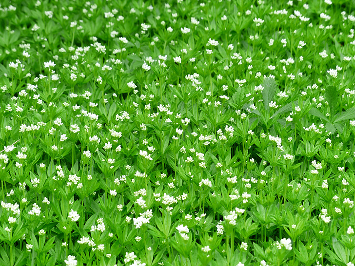 Woodruff, flor, floración, Blanco, hoja, tallo, verde