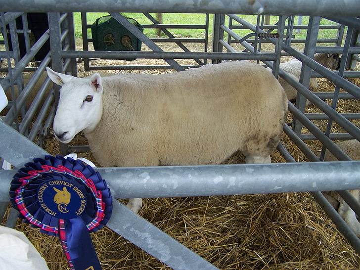 sheep, agriculture, prizes, farm, animal, livestock, countryside