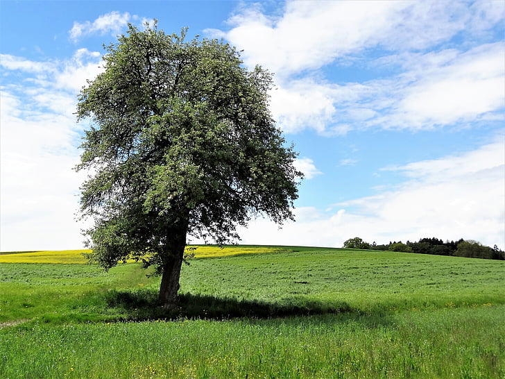 strom, Příroda, krajina, pole, zemědělství, v lůně Titánů, tráva