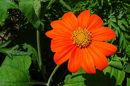flower, mexican sunflower, tithonia, japanese sunflower, tithonia rotundifolia, asteraceae, tithonia speciosa