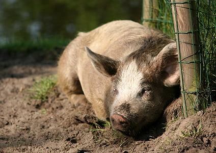 porc, scroafa, porci fericit, pământ, animale, de dormit, purcel