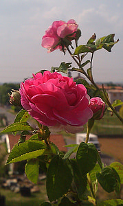 Rosa, flors, colors, primavera, colors, flor rosa, flors d'estiu