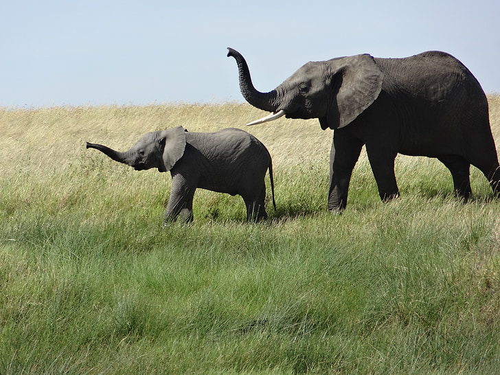 female elephant, baby, grass