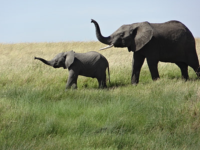 elefante hembra, bebé, hierba