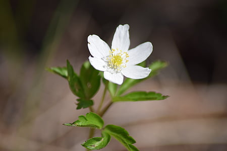 flower, white, nature, white flower, plant, white blossom, spring
