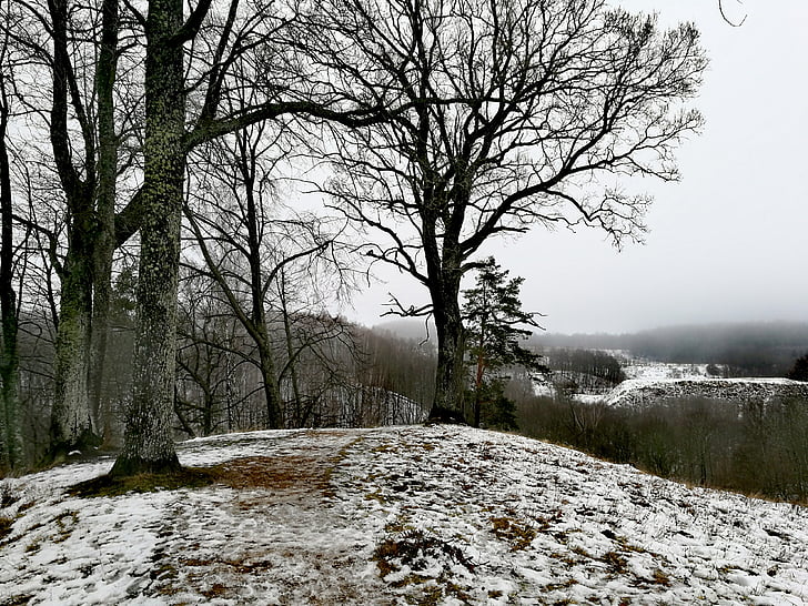 nature, snow, trees
