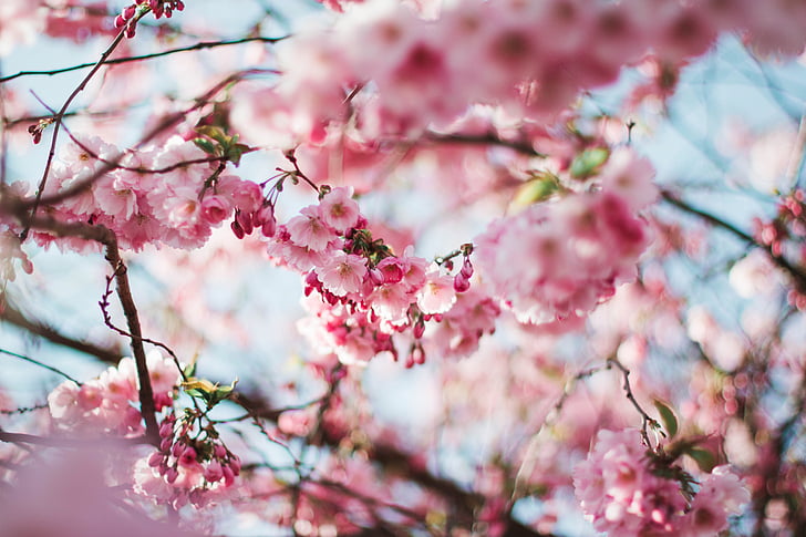 mekar, Blossom, Flora, bunga, bunga, alam, musim semi