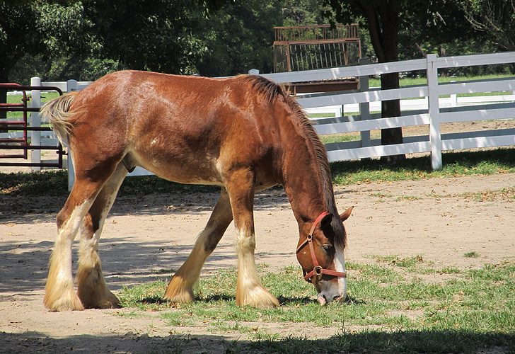Clydesdale, paard, jaarling, jonge, begrazing, grasland, paddock