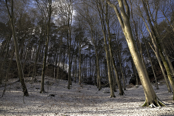 Eifel, eifelsteig, Inverno, paisagem, desfiladeiro, árvores, HDR