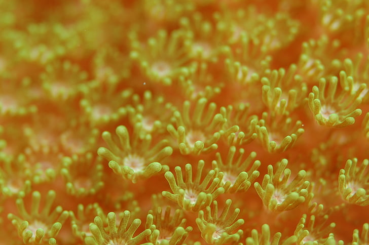 Anemone, Coralli, anemone di mare, vita di mare, sott'acqua, natura, barriera corallina
