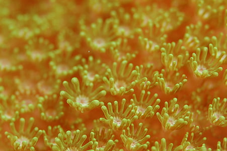 Anemone de, coralls, anemone de mar, vida de mar, sota l'aigua, natura, escull