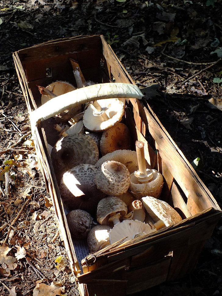 champignons in een mandje, bos, paddenstoelen plukken, buitenshuis, natuur