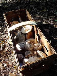 jamur dalam sebuah keranjang, hutan, jamur yang diambil, di luar rumah, alam