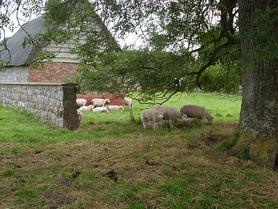 schapen, boerderijdieren, boerderij, dier, zoogdier, landbouw, platteland
