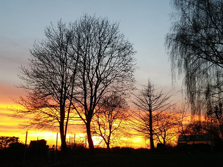 sunset, tree, abendstimmung