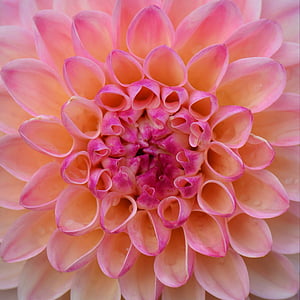 bunga, alam, Dahlia, merah muda, warna pink, kelopak, bunga kepala