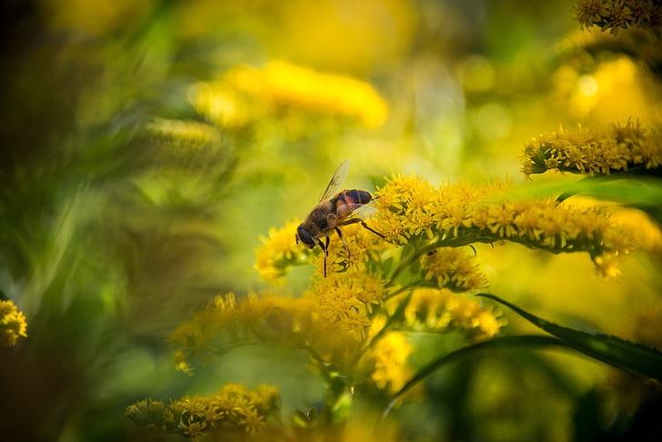 pčela, makronaredbe, cvijet, ljeto, pelud, vrt, med