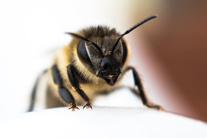 bee, close, insect, nature, macro, close-up, animal