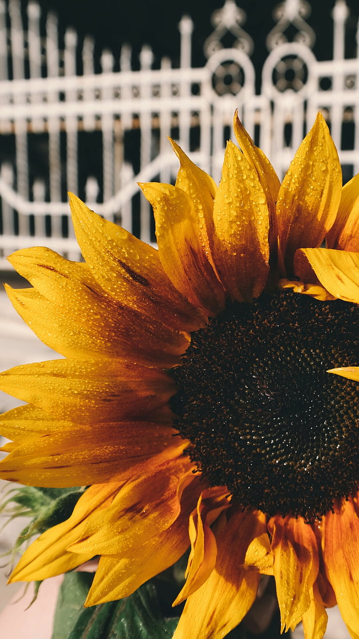 bunga matahari, Tutup, foto, kelopak bunga, tanaman, alam, kuning