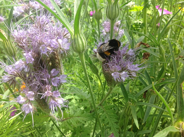 bumblebee, garden, bug, flowers, spring, summer, nature