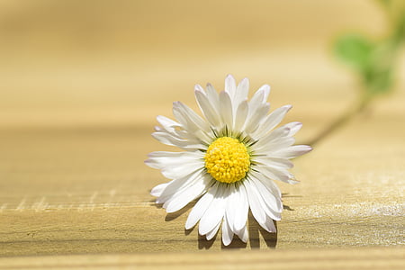 daisy, lonely, nature, spring, blossom, bloom, flower