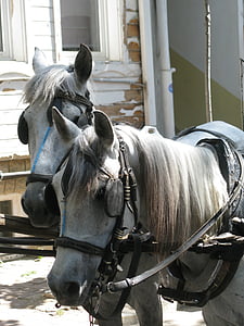 horse, rider, attraction, attractive, animal, saddle, farm