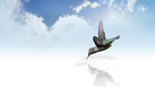hummingbird, bird, fly, wing, flutter, clouds, sky
