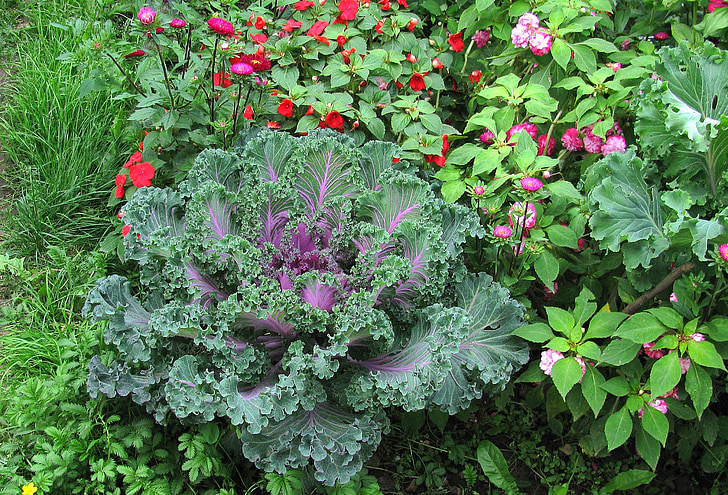 garden, cauliflower, summer, green grass, closeup, leaves, plant