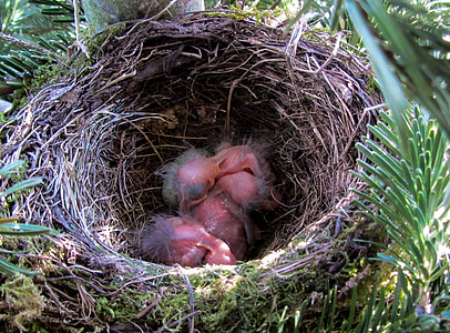 bird, blackbird, blackbird nest, nest, bird young, egg, bird eggs