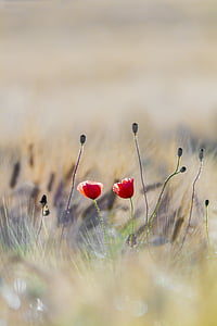 poppy, barley, field, red, cereals, summer, greeting card
