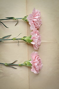 cloves, pink, carnation pink, flowers, three, pink flowers, piece