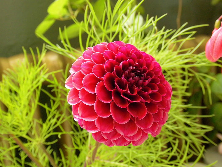 Dahlie, rot, Blütenblatt, Schönheit, Blume, Closeup