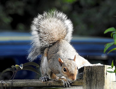 nature, squirrel, wildlife, rodent, animal, mammal, outdoors