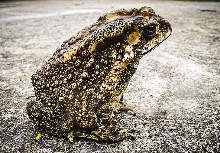 toad, frog, urmonster, animal, nature, amphibian, wildlife