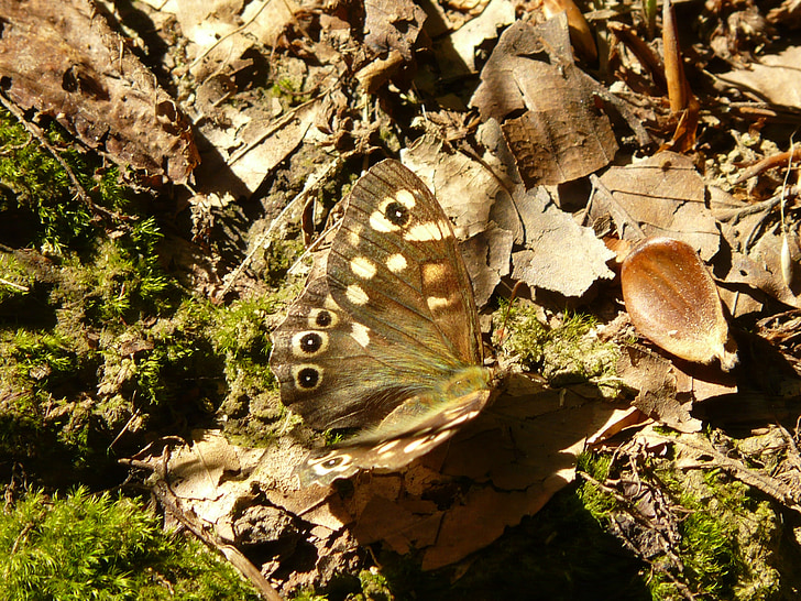 Метелик, коричневий, Комаха, Природа, членистоногих, Фауна