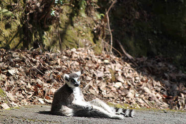 během přestávky v, Zoo, Nagasaki bio park, zvířata, sedí na ulici, kroužek tailed lemur