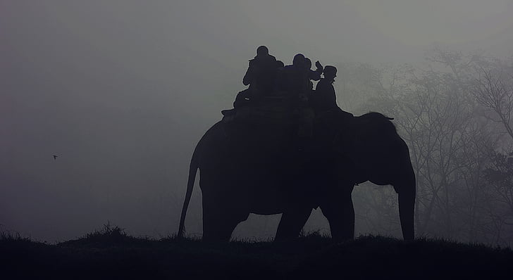 slon, silueta, ľudia, na koni, Afrika, Safari, divoké